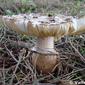 Cogumelo // Mushroom (Chlorophyllum brunneum)