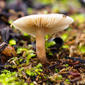 Cogumelo // Mushroom (Lepiota sp.)