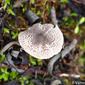 Cogumelo // Mushroom (Lepiota sp.)